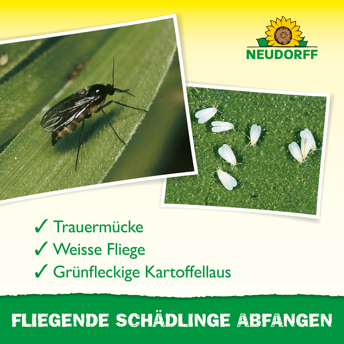 Kleine schwarze Fliegen abfangen mit Gelbstickern