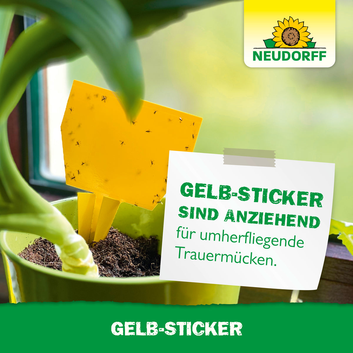 Mit Gelbstickern Trauermücken einfangen
