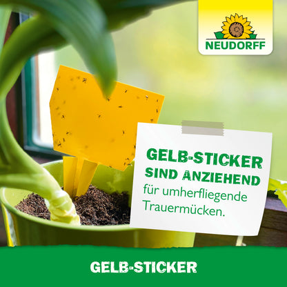 Mit Gelbstickern Trauermücken einfangen