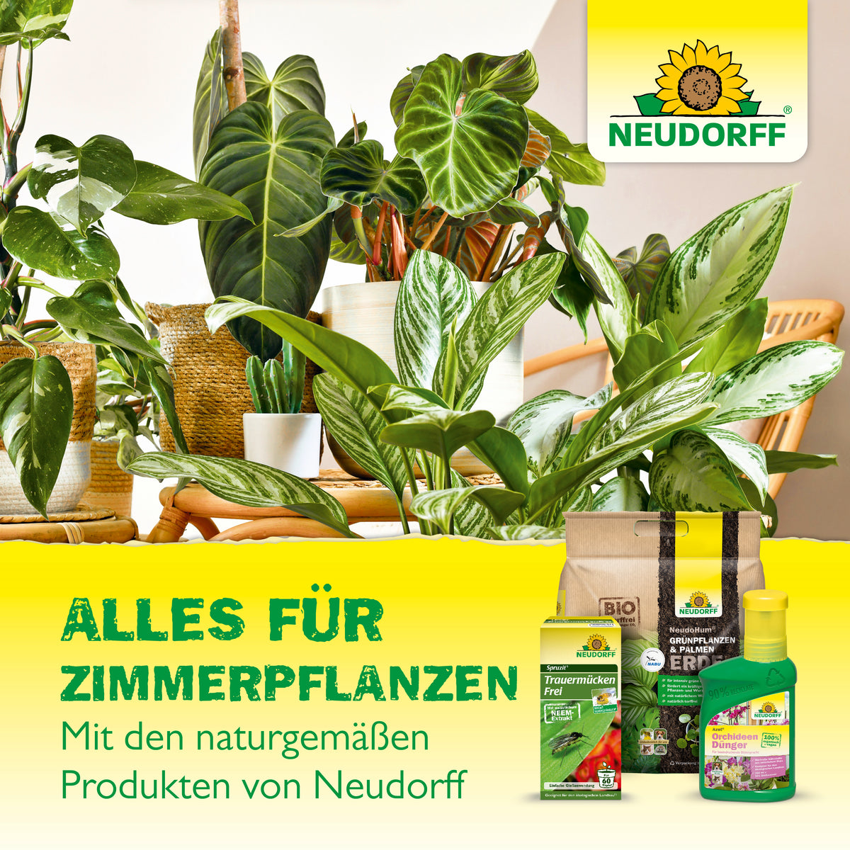 Bekämpfung von Trauermücken an Zimmerpflanzen