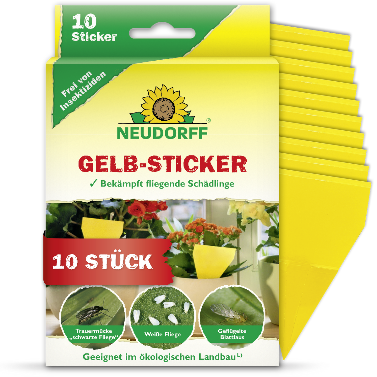 Mit Gelbstickern Trauermücken fangen