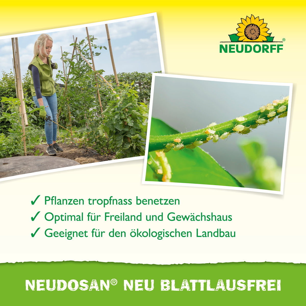 Neudosan Neu Blattlausfrei von Neudorff ist ein sehr ergiebiges Konzentrat mit natürlichen Salzes, das Blattläuse, weiße Fliegen und Spinnmilben effektiv bekämpft