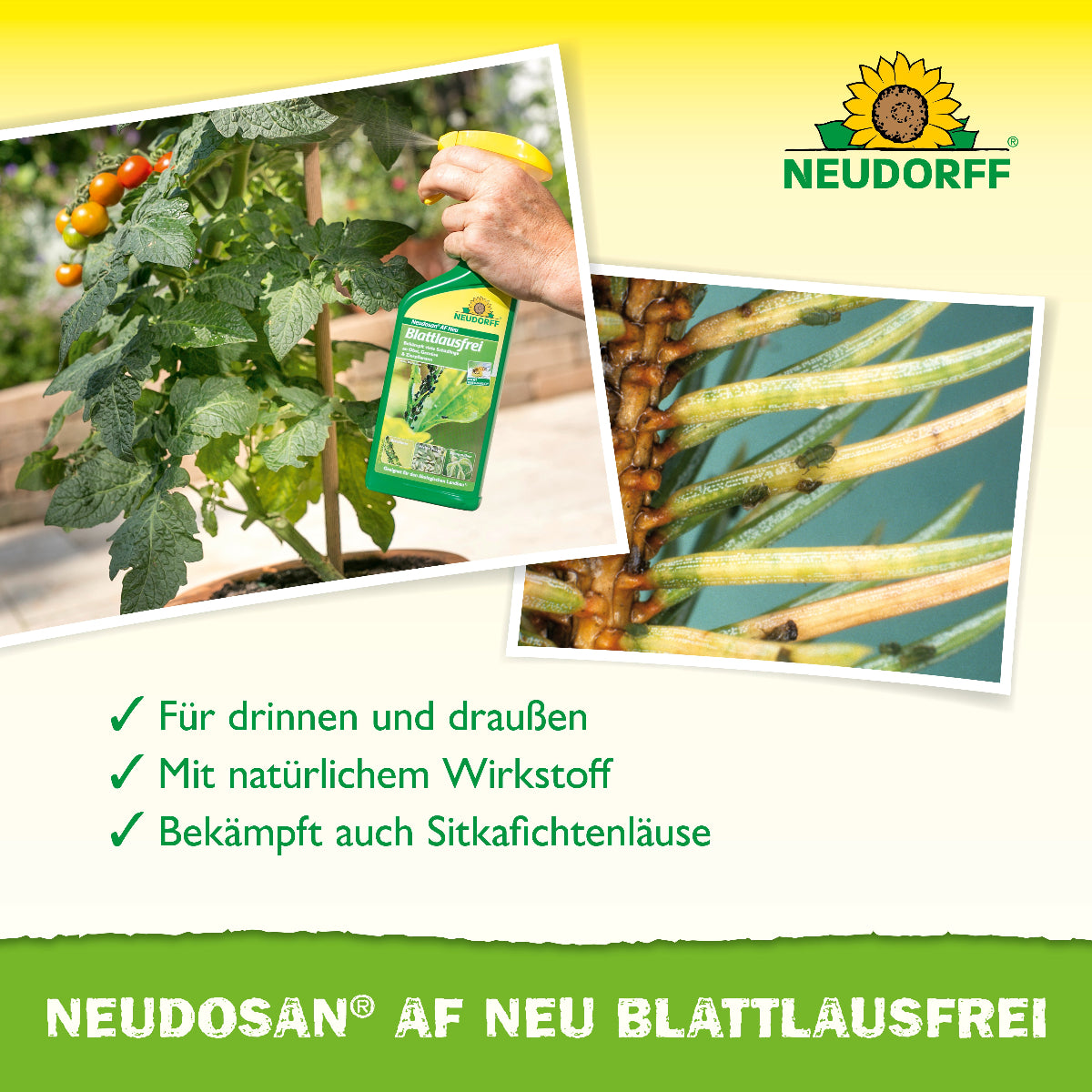 Blattläuse oder Spinnmilben an der Zimmerpflanze bekämpfen? Neudosan AF Neu Blattlausfrei von Neudorff ist anwendungsfertiges Mittel gegen Blattläuse, Weiße Fliege und Spinnmilben an Pflanzen, Gemüse und Kräutern