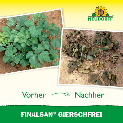 Ein Vorher-Nachher-Bild mit Finalsan GierschFrei von Neudorff