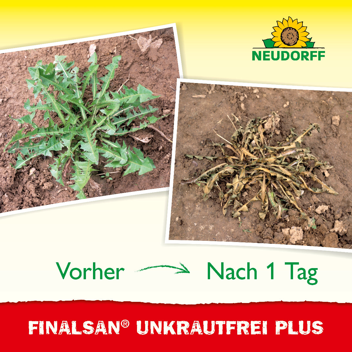 Vorher-Nachher-Bild von Beet mit und ohne Einsatz von Finalsan UnkrautFrei Plus