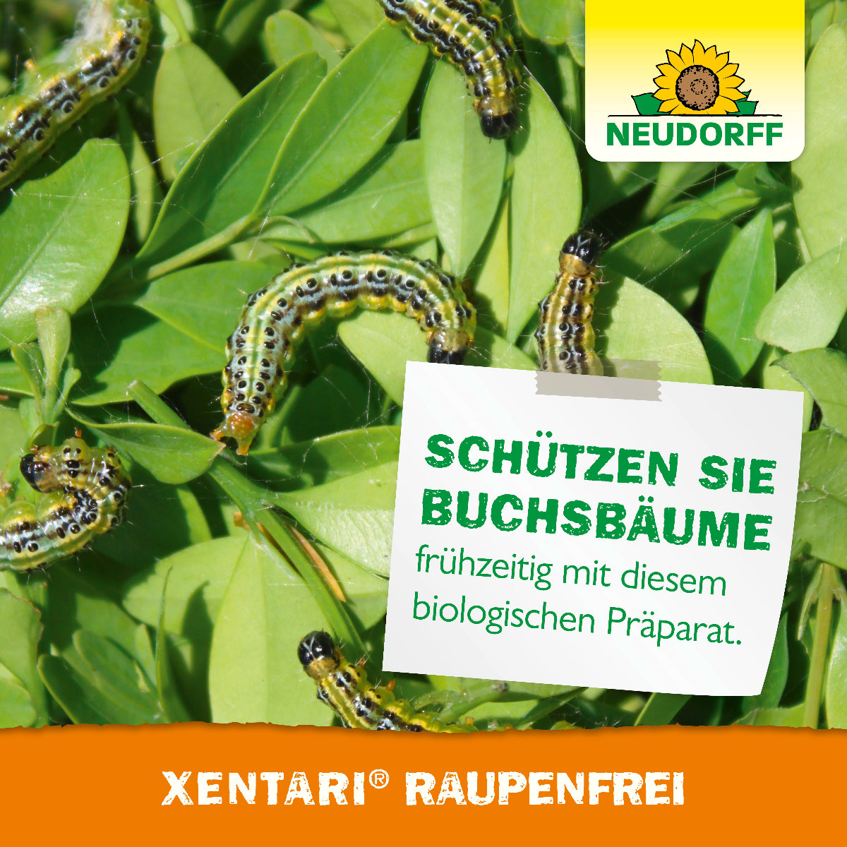 Schütze Buchsbäume rechtzeitig mit Xentari Raupenfrei von Neudorff, einem biologischen und wirksamen Präparat gegen Raupen wie Buchsbaumzünsler, Frostspanner oder Kohlweißlinge