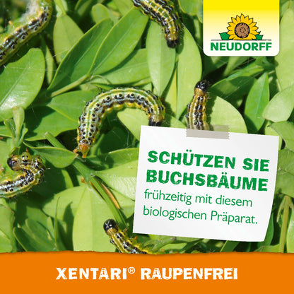Schütze Buchsbäume rechtzeitig mit Xentari Raupenfrei von Neudorff, einem biologischen und wirksamen Präparat gegen Raupen wie Buchsbaumzünsler, Frostspanner oder Kohlweißlinge