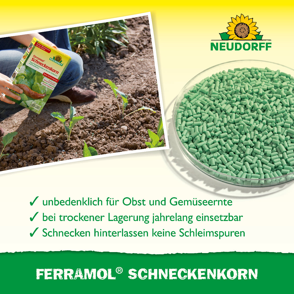 Ferramol Schneckenkorn wird gleichmäßig im Beet ausgebracht und ermöglicht eine unbedenkliche Obst- und Gemüseernte, sowie eine Schneckenbekämpfung ohne Schleimspuren