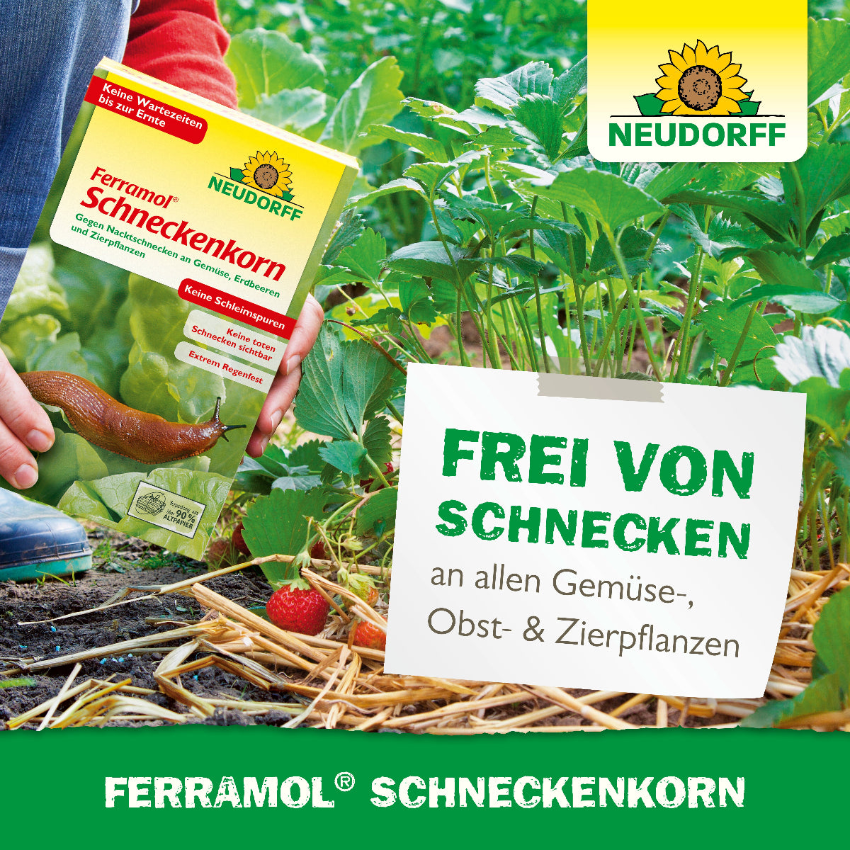 Ferramol Schneckenkorn von Neudorff schützt Gemüse-, Obst- und Zierpflanzen zuverlässig vor Nacktschnecken und sorgt für schneckenfreie Beete im Garten