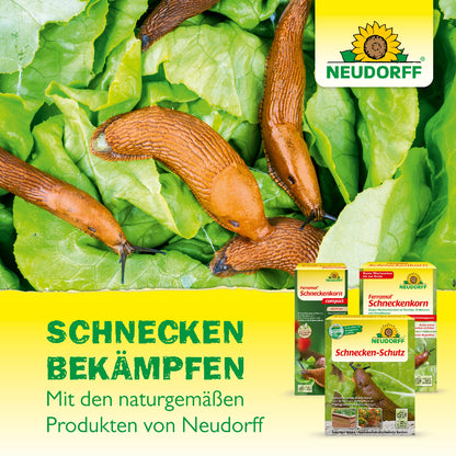 Nacktschnecken verursachen Fraßschäden an Salatpflanzen, während naturgemäße Produkte eine wirksame und pflanzenschonende Schneckenbekämpfung ermöglichen