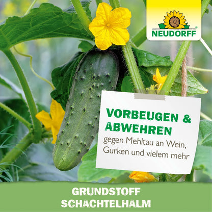 Grundstoff Schachtelhalm