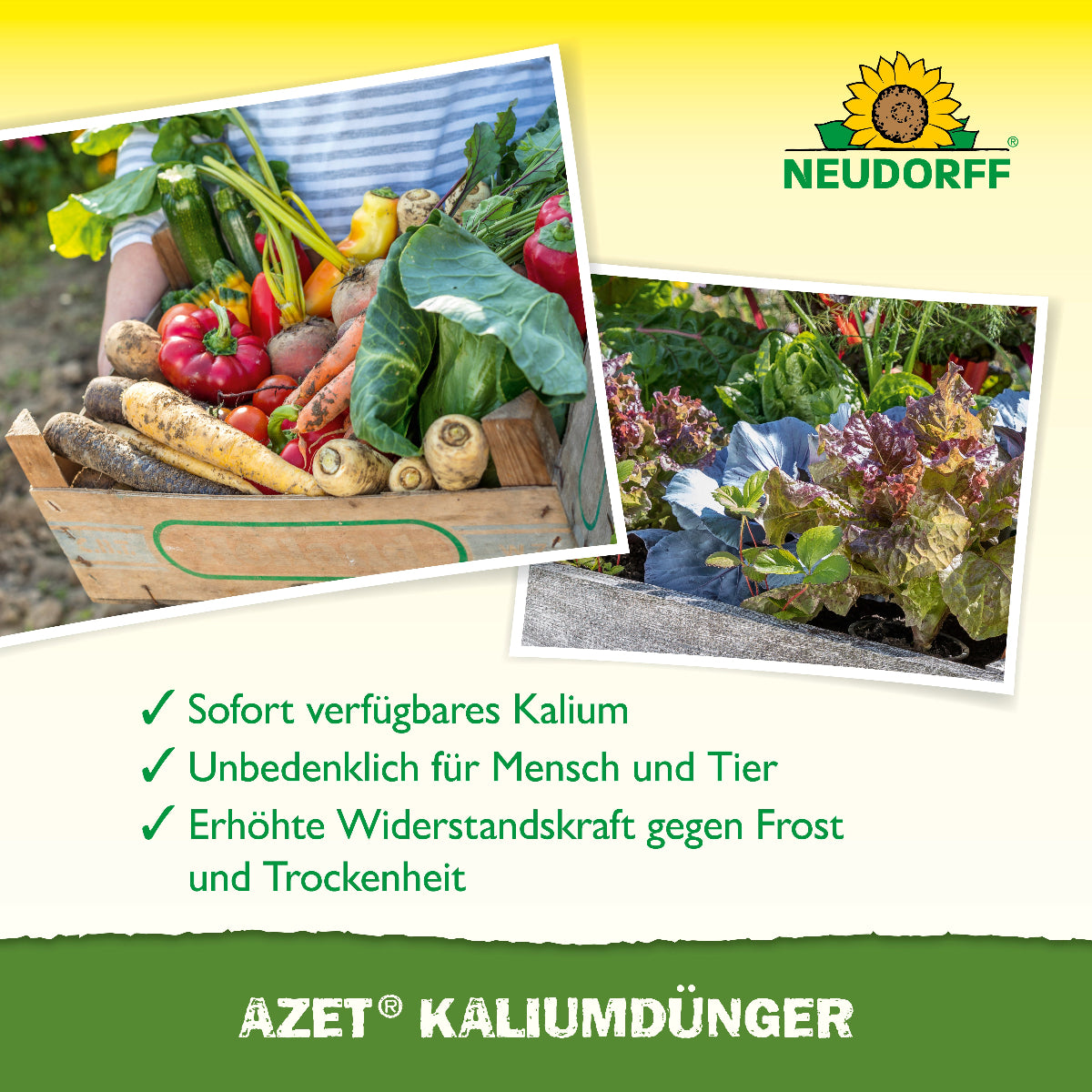 Mit dem natürlich veganen Azet Kaliumdünger von Neudorff sorgst du für eine erhöhte Widerstandskraft der Pflanzen gegen Frost und Trockenheit sowie ein gesteigertes Aroma und Lagerfähigkeit der Ernte
