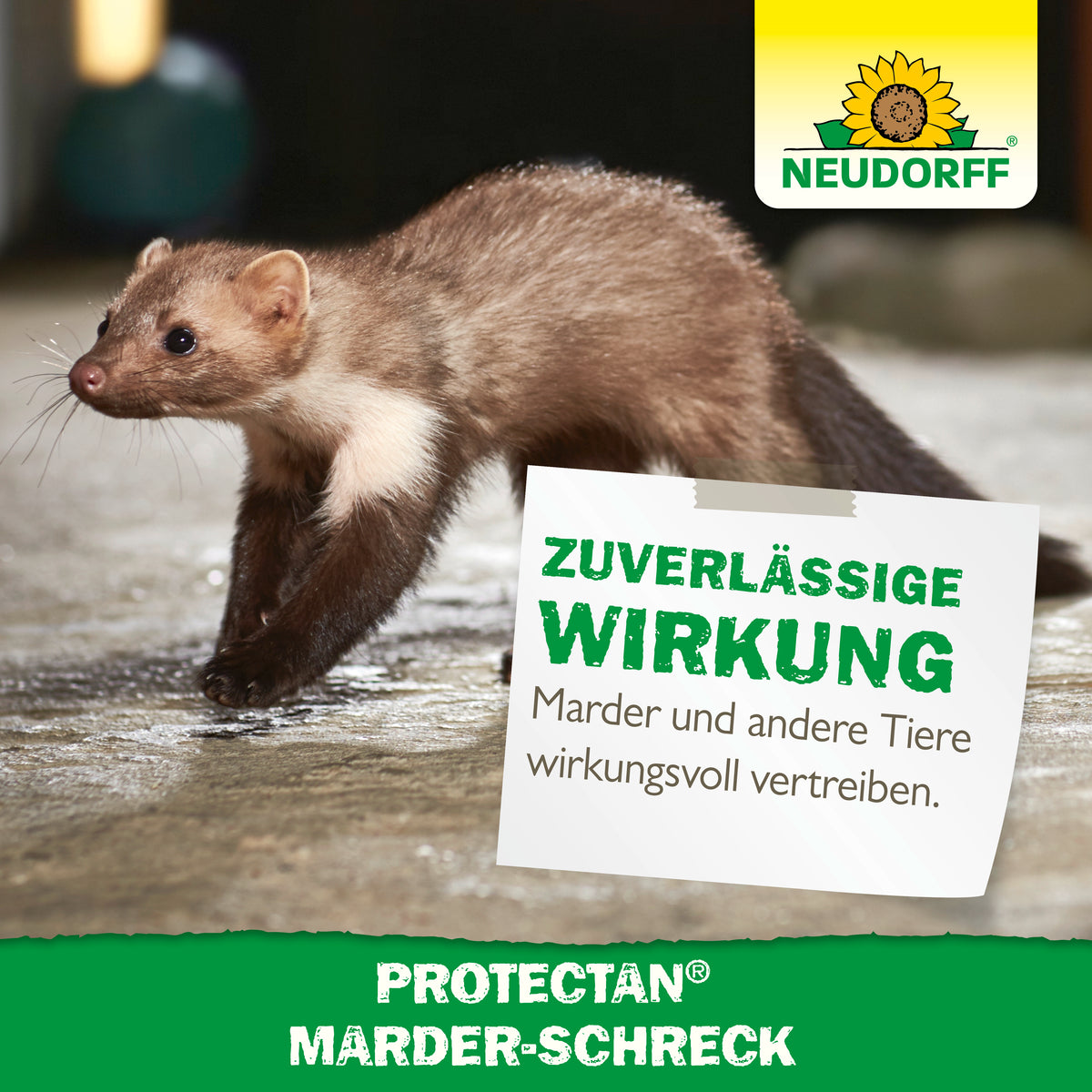 Protectan Marder-Schreck von Neudorff ist laut Bild mit Marder die zuverlässige Wirkung, um Marder und andere Tiere wirkungsvoll zu vertreiben