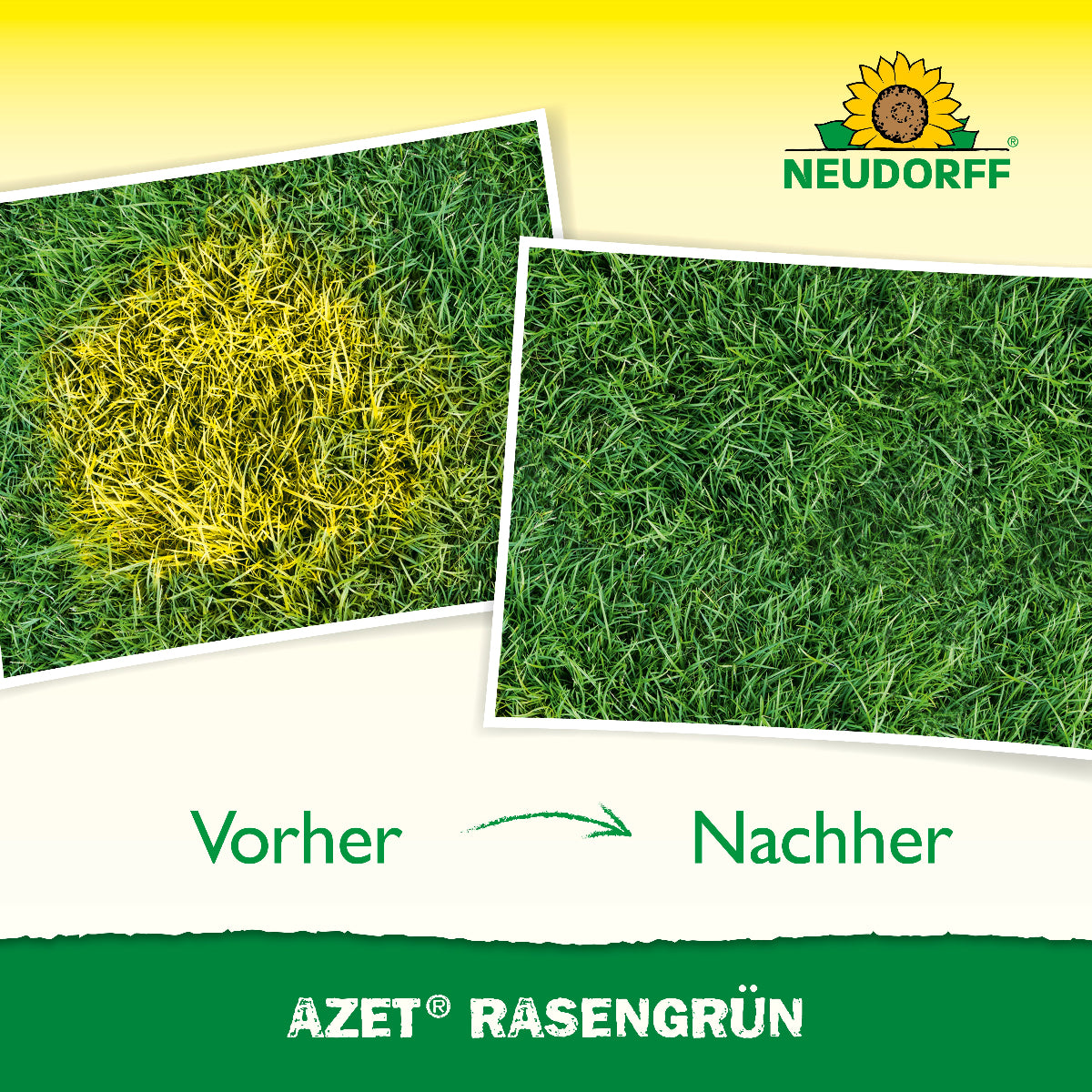 Azet RasenGrün von Neudorff mit Vorher- und Nachherbild vom Rasen (vorher gelbe Stellen, hinterher sattgrüner Rasen)