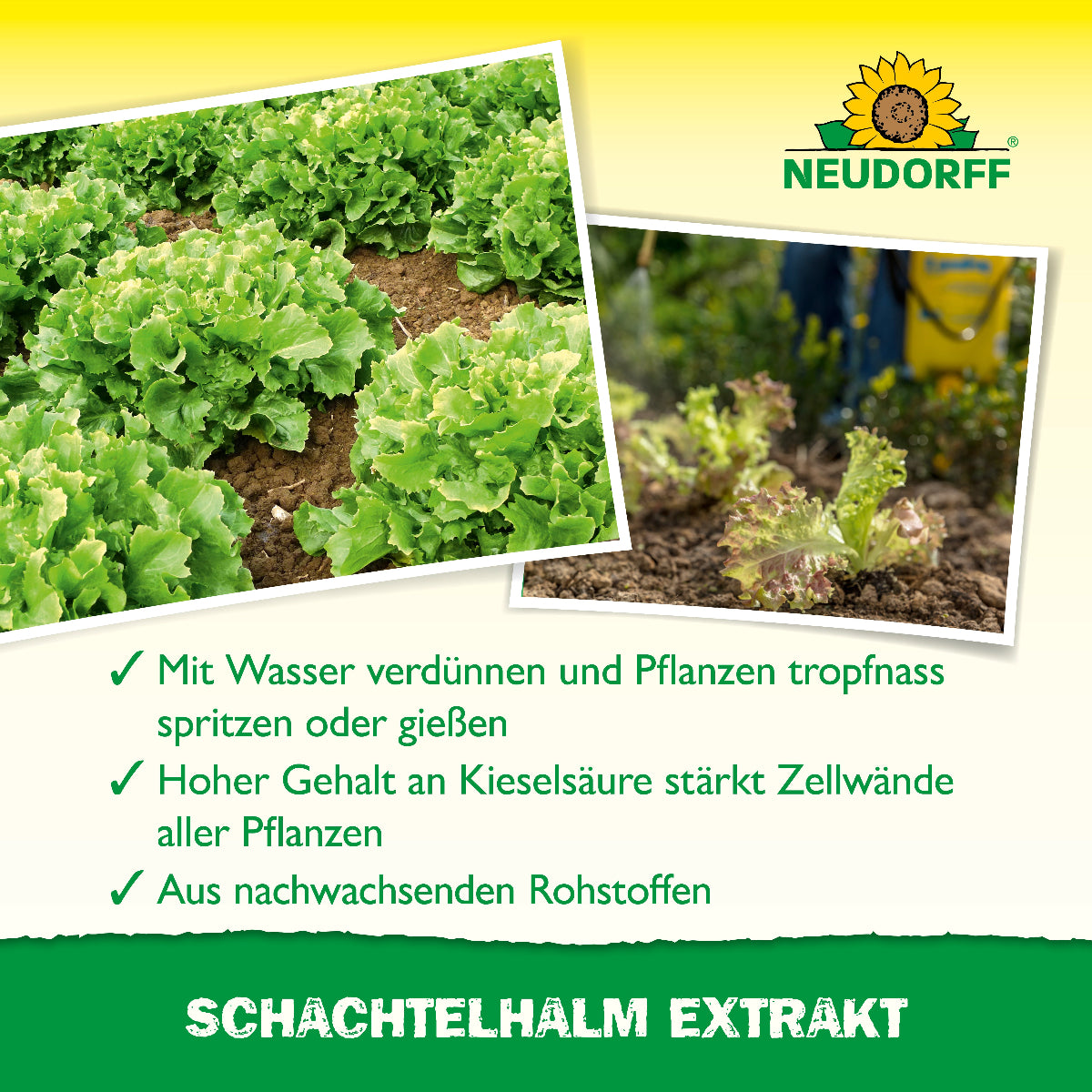 Du suchst einen natürlichen Dünger für deine Pflanzen? Dann ist der Neudorff Schachtelhalm Extrakt mit einem hohen Gehalt an Kieselsäure genau das Richtige!