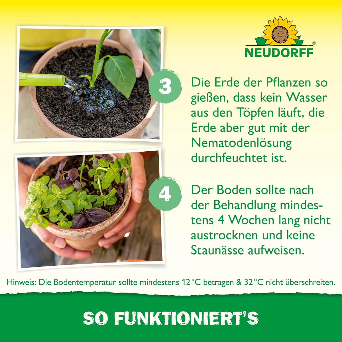 Anwendung der Nematodenlösung an Zimmerpflanzen. Die Erde wird gleichmäßig durchfeuchtet und nach der Behandlung mindestens vier Wochen lang feucht gehalten, ohne Staunässe zu verursachen.