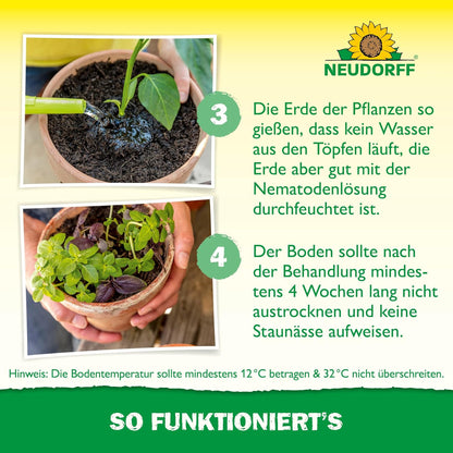 Anwendung der Nematodenlösung an Zimmerpflanzen. Die Erde wird gleichmäßig durchfeuchtet und nach der Behandlung mindestens vier Wochen lang feucht gehalten, ohne Staunässe zu verursachen.