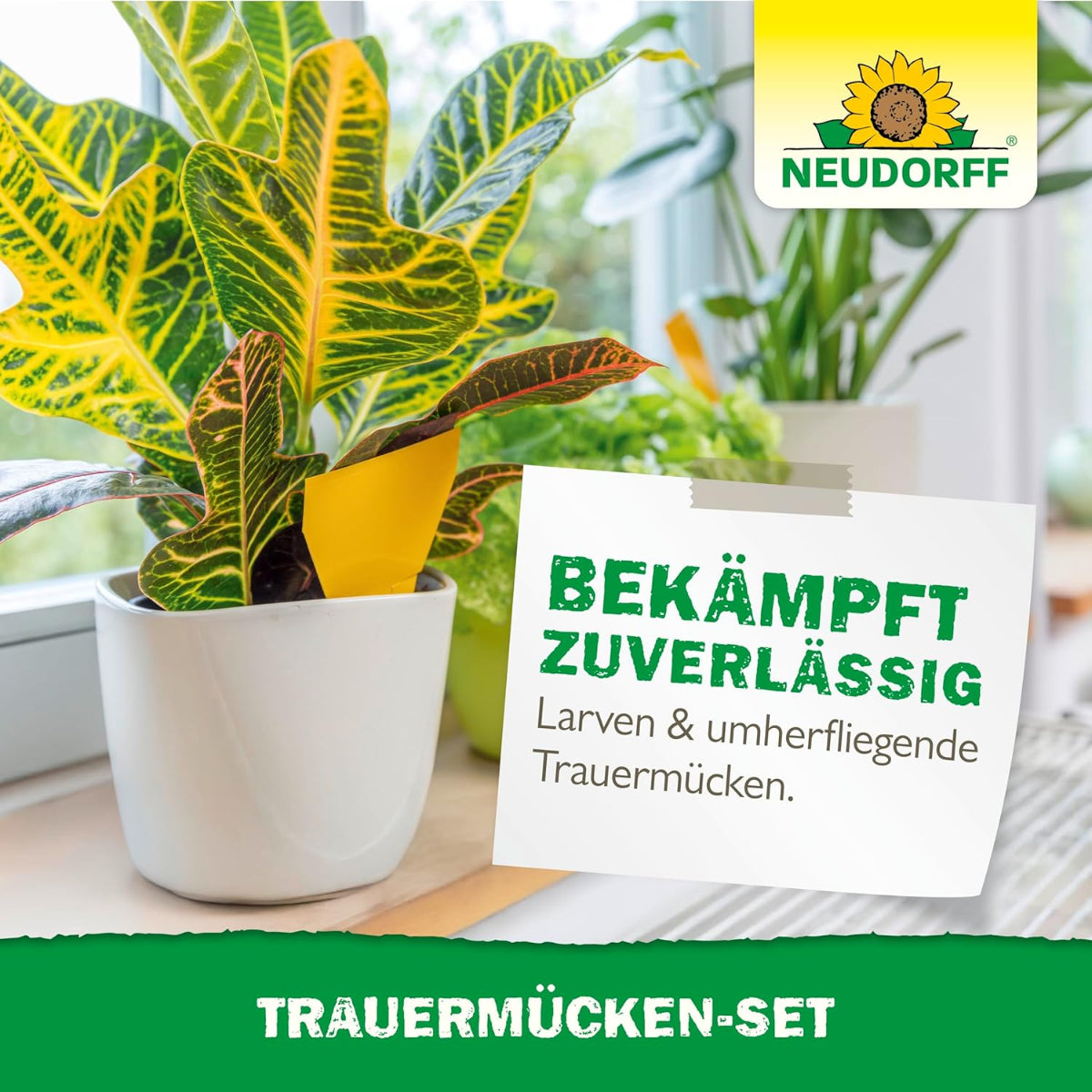Zimmerpflanze mit Gelb-Sticker zur Bekämpfung von Trauermückenlarven und fliegenden Trauermücken.
