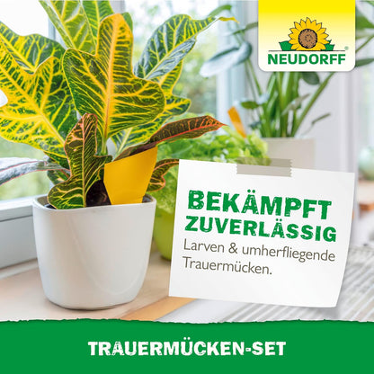 Zimmerpflanze mit Gelb-Sticker zur Bekämpfung von Trauermückenlarven und fliegenden Trauermücken.