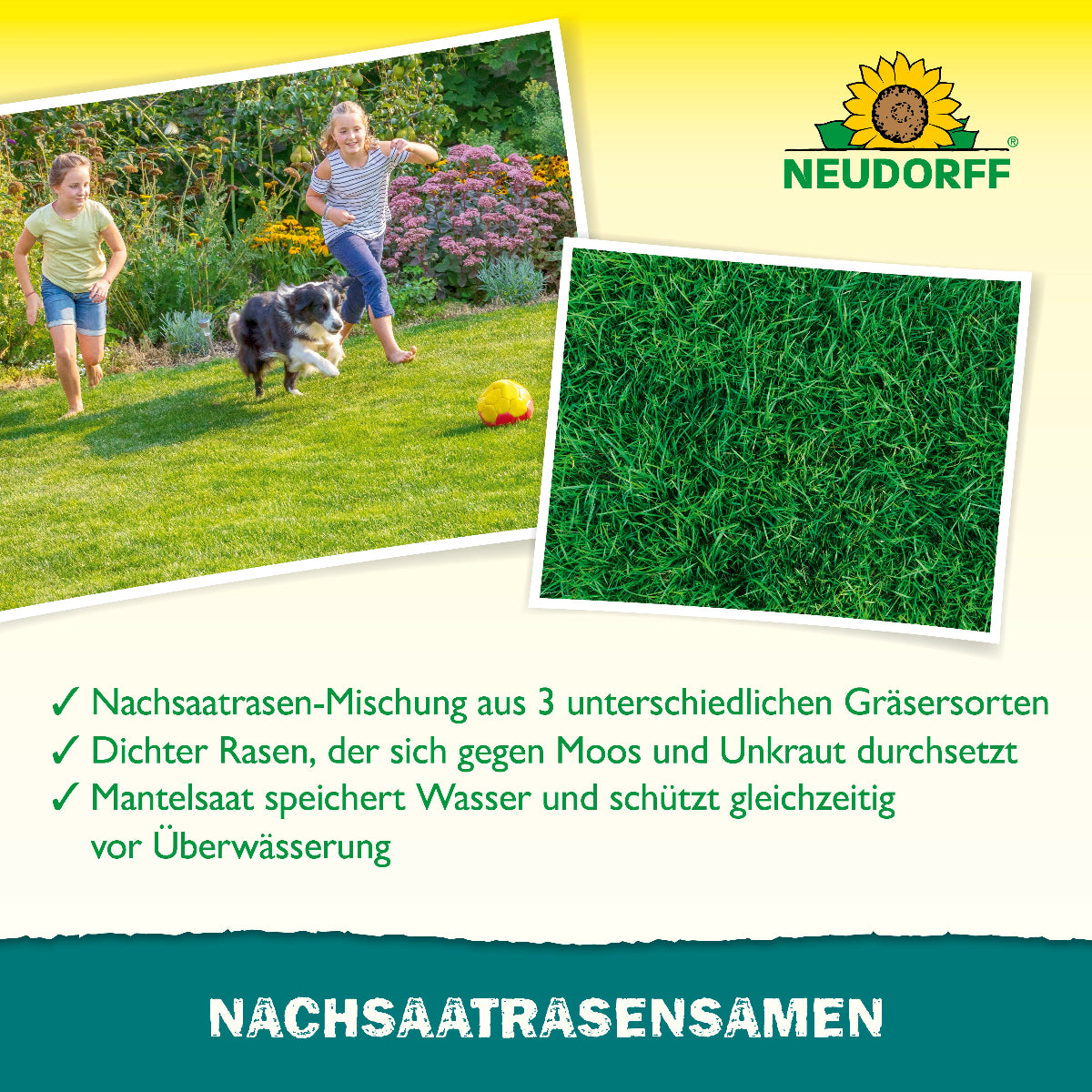 Neudorff Nachsaat Rasensamen aus 3 unterschiedlichen Gräsersorten sorgt für einen sattgrünen, dichten Rasen, der sich gegen Moos und Unkraut durchsetzt