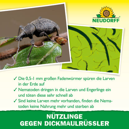 Nematoden bzw. Nützlingen gegen Dickmaulrüssler von Neudorf spüren Larven von Dickmaulrüsslern in der Erde auf und töten diese ab - für eine natürliche und schnelle Bekämpfung von Dickmaulrüsslern sowie Engerlingen von Maikäfer und Gartenlaubkäfer