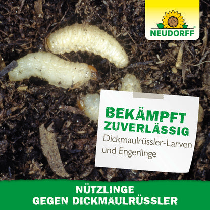 Nematoden bzw. Nützlingen gegen Dickmaulrüssler von Neudorf wirken auf natürliche Weise gegen Larven von Dickmaulrüsslern sowie Larven von Maikäfern, direkt in der Erde und schonend für Haustiere