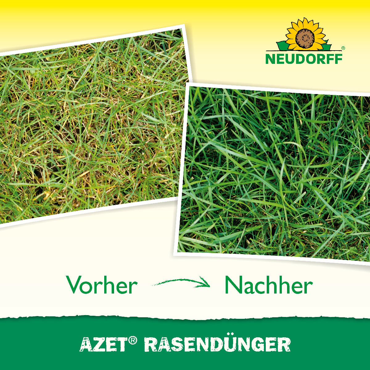 Mit Azet Rasendüger von Neudorff wird aus lichtem, trockenen Rasen schnell und nachhaltig eine sattgrüne, dichte Rasenfläche